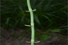 Equisetum ramosissimum